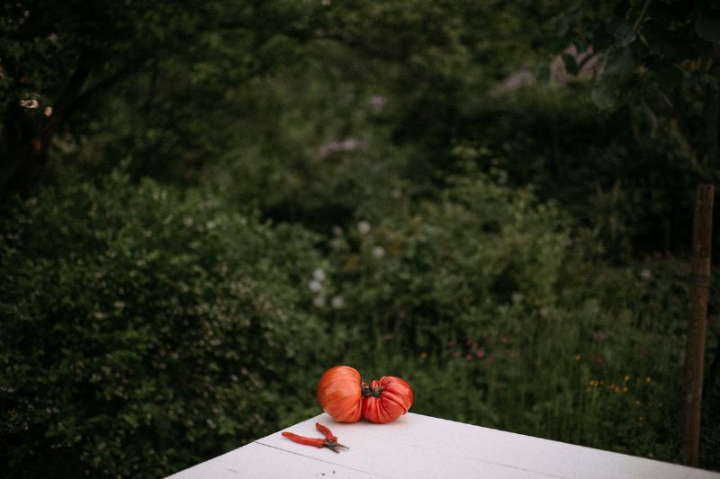 Kuvassa valkoinen pöytä, jonka päällä on iso villitomaatti ja punaiset puutarhasakset. Taustalla näkyy vehreää puutarhaa.